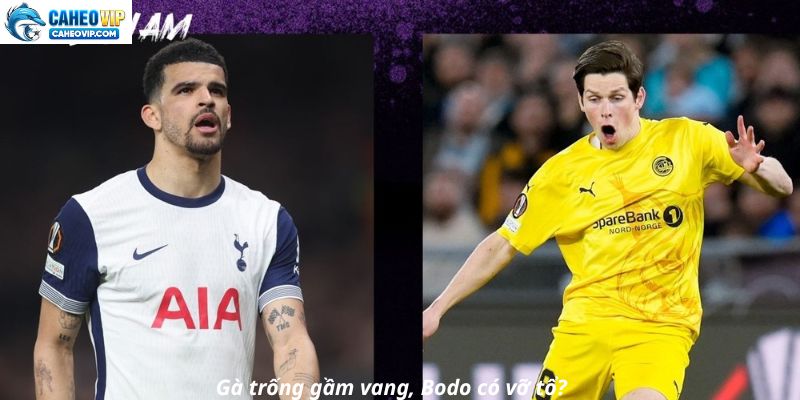 Gà trống gầm vang, Bodo có vỡ tổ?